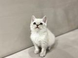 Lynx Point British Shorthair Erkek