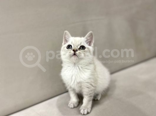 Lynx Point British Shorthair Erkek görsel