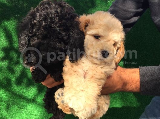 Toy Poodle Yavrularımız görsel