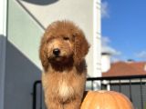 Red Brown Standart Boy Dev Bebekler Tüy Dökmeyen