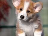Welsh Corgi Pembroke Secereli Özel Yavrular Eğitimli