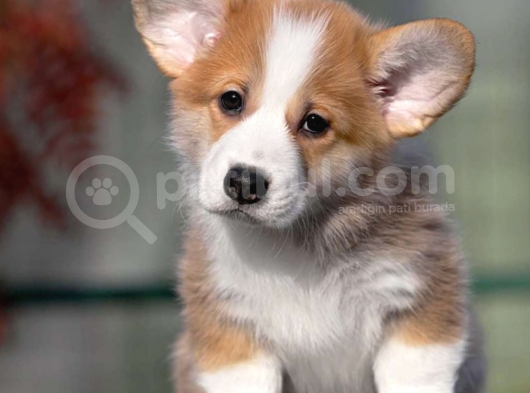 Welsh Corgi Pembroke Secereli Özel Yavrular Eğitimli