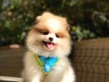 Teddy Bear Suratlı Pomeranian Bebeklerim