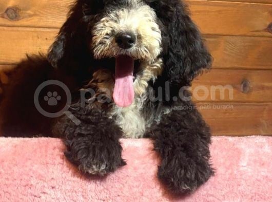Bernadoodle Hypoallerjenik Irk Nadir Türkiyede Tek