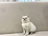 Lynx Point British Shorthair Erkek