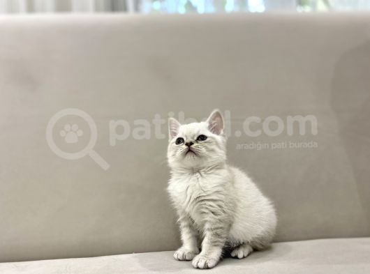 Lynx Point British Shorthair Erkek görsel