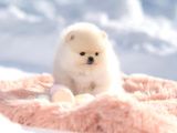 Ayı Surat Irk Garantili Pomeranian Boo