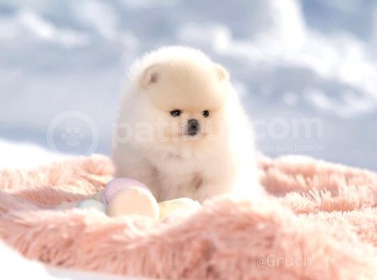 Ayı Surat Irk Garantili Pomeranian Boo görsel