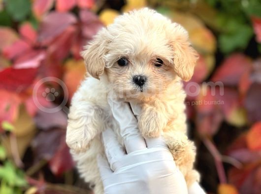 Show Kalite Maltipoo Bebekler