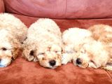 Toy Poodle Yavrularımız