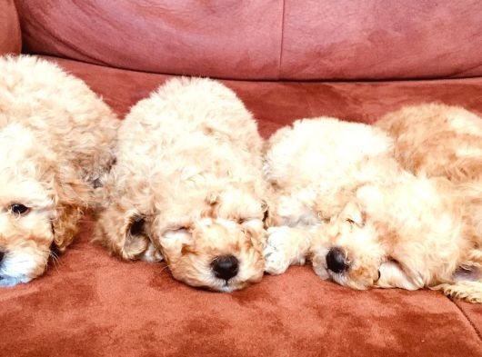 Toy Poodle Yavrularımız