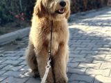 Hypoalergenik Amerikan Gen Goldendoodle Türkiyede Tek Üreticisinden