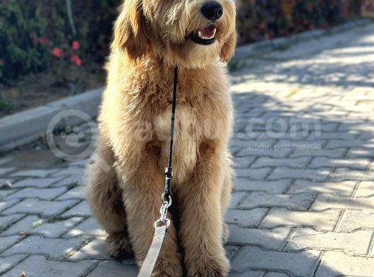 Hypoalergenik Amerikan Gen Goldendoodle Türkiyede Tek Üreticisinden görsel