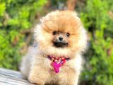 Safkan Teddy Bear Pomeranian Boo Yavrularımız
