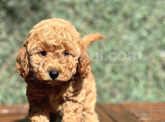 Bebek Surat Toy Poodle Yavrular