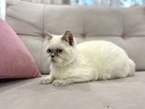 Blue Point British Shorthair  Erkek