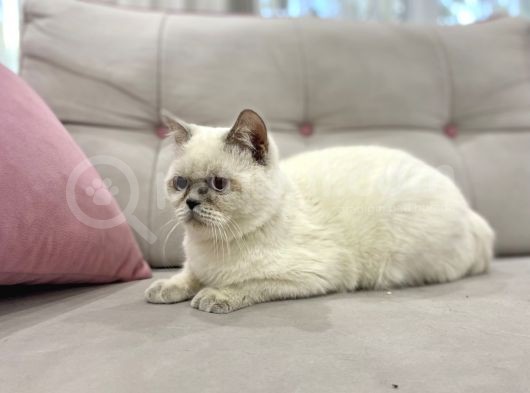 Blue Point British Shorthair  Erkek görsel