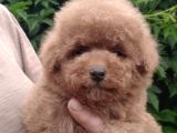 Red Brown Toy Poodle Anne Baba Kilo Garantili