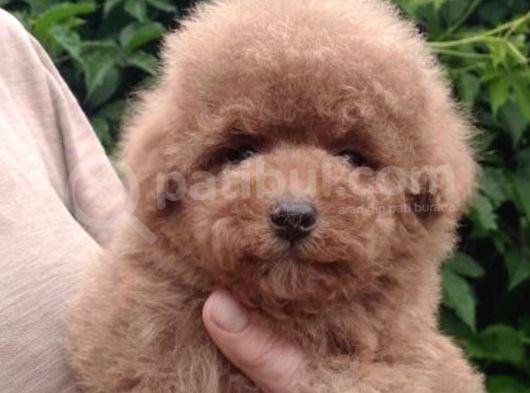 Red Brown Toy Poodle Anne Baba Kilo Garantili görsel