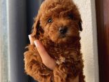 Sağlık Ve Ömür Boyu Irk Garantili Poodle Yavrularımız