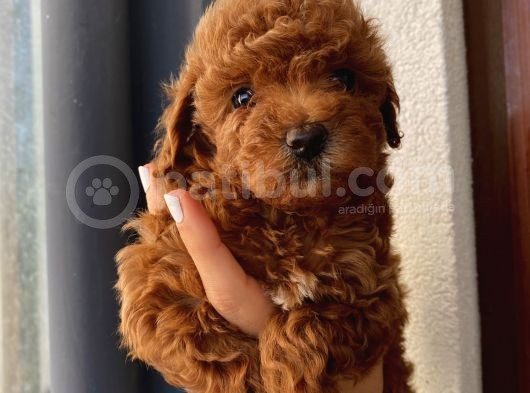 Sağlık Ve Ömür Boyu Irk Garantili Poodle Yavrularımız görsel