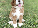 Çift Renk Nadir Renk Labradoodle Medium Ve Standart Boy