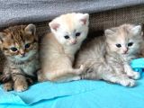 Oyuncu British Longhair Kedimiz
