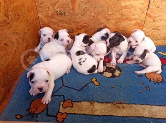 Mükemmel Kalite French Bulldog Yavrular görsel