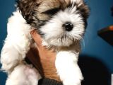 Show Kalite Shıh Tzu Yavrular