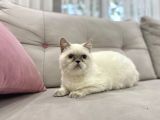 Blue Point British Shorthair  Erkek