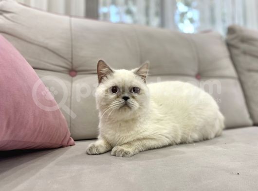 Blue Point British Shorthair  Erkek görsel