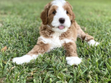 Çift Renk Nadir Renk Labradoodle Medium Ve Standart Boy