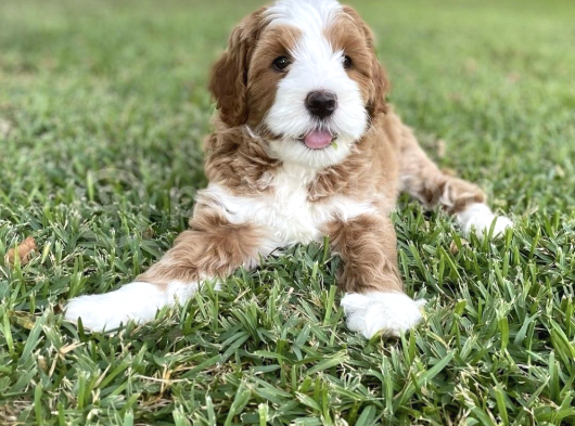 Çift Renk Nadir Renk Labradoodle Medium Ve Standart Boy görsel