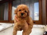 Sağlık Ve Ömür Boyu Irk Garantili Poodle Yavrularımız
