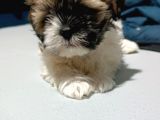 Show Kalite Shıh Tzu Yavrular