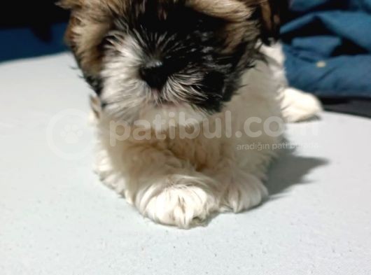Show Kalite Shıh Tzu Yavrular