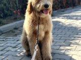 Hypoalergenik Amerikan Gen Goldendoodle Türkiyede Tek Üreticisinden