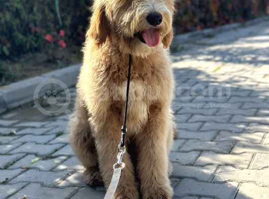 Hypoalergenik Amerikan Gen Goldendoodle Türkiyede Tek Üreticisinden görsel