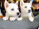 Beyaz Husky Si̇bi̇rya Kurdu Bebekler Irk Garanti̇li̇