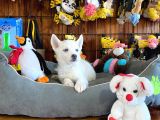 Beyaz Husky Si̇bi̇rya Kurdu Bebekler Irk Garanti̇li̇