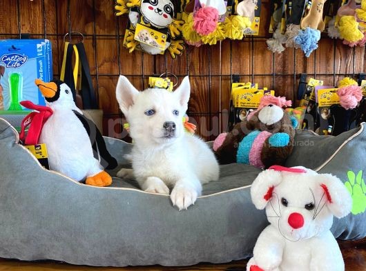 Beyaz Husky Si̇bi̇rya Kurdu Bebekler Irk Garanti̇li̇ görsel