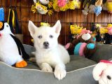 Beyaz Husky Si̇bi̇rya Kurdu Bebekler Irk Garanti̇li̇