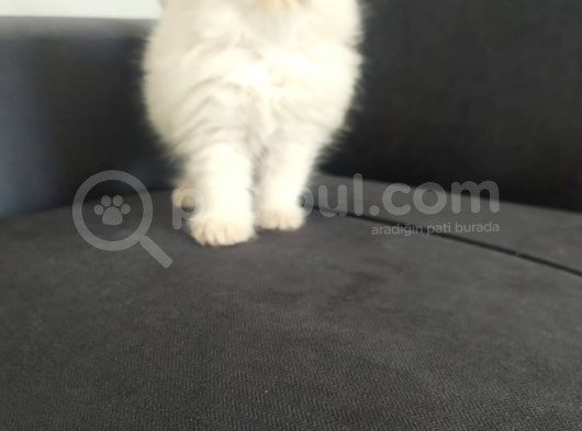 Orjinal Safkan İran Bebekler görsel