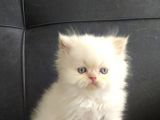 Orjinal Safkan İran Bebekler