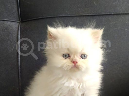 Orjinal Safkan İran Bebekler görsel