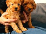 A Scr Toy Poodle Bebekler