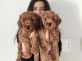 A Scr Toy Poodle Bebekler