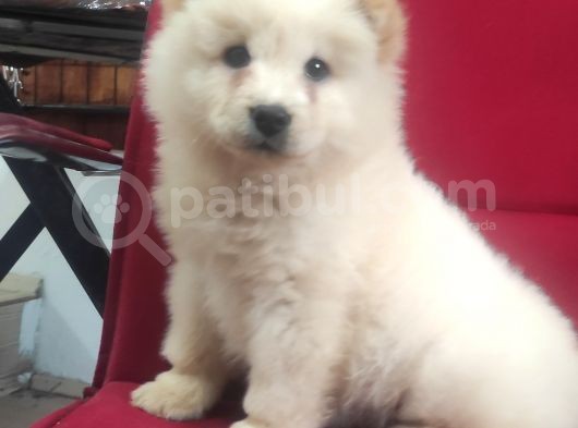 Çi̇n Aslani Chow Chow Irk Garanti̇li̇ Tesli̇m