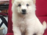 Çi̇n Aslani Chow Chow Irk Garanti̇li̇ Tesli̇m