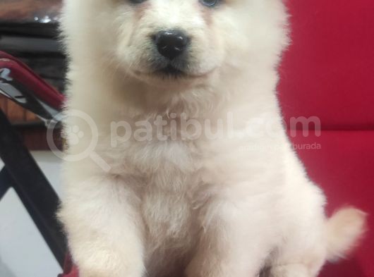 Çi̇n Aslani Chow Chow Irk Garanti̇li̇ Tesli̇m görsel